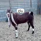 تيس هولندي فحل جرم مشروع يتاوم متاوم