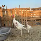 دجاج رومي طقم