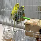 2 ببغاء بالشبكة والملحقات