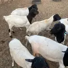 بربري العدد 8 طيبات