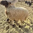 للبيع ذبايح نعيم بلدي جبر