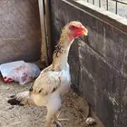 جوز شامو ياباني من انتاج اساس ابو هنوف