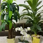 تحف أشجار قابل لسوم ب500جديده مره