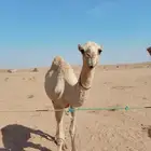 للبيع بكره شقحاء