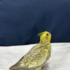 للبيع فرخ كروان فراشه غر محجل رقم 2