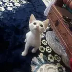 للتبني