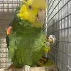 ذكر امزوني دبل هد ماقنه منتج