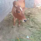 بقره معها عجل