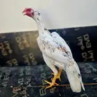دجاجه سنديه فوليا