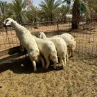 بهم مغلق