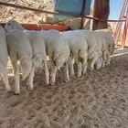 بهم كفو كفو و شرط