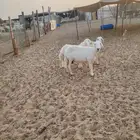 شاه صافه طيبه وتحتها 2