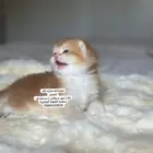 كتن بريطاني للحجز ثم الاستلام..موثق و تقييم  15