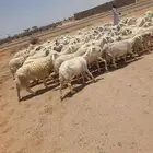 غنم مراح واحد 93
