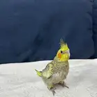 للبيع فرخ كروان فراشه غر محجل رقم 1