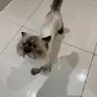 قطوة للتبني