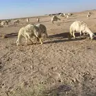 غنم دفيع وخلفات