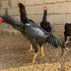 طقم شامو الماني فاخر