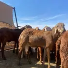 سواكن ذبايح شحم