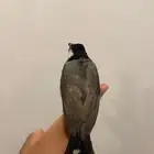 البيع. بلبول حساوي