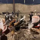 صيصان بلدي