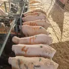غنم مرابي اللحم الطري النظيف تبارك الله للبيع جمله او تفريد