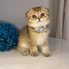 ماشاءالله قطط سكوتش فولد تربل للبيع  قولد مستوى عالي