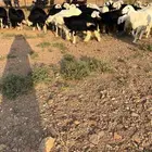بهم نجد فاخر