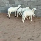 بهم تربيه حري طيب