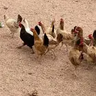 دجاج بياض