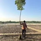 بيع وتوريد اشجار زينة وضل بأسعار منافسة للكميات فقط