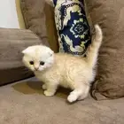 قطط سكوتش فولد للبيع