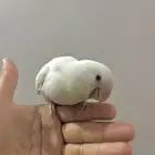 فرخين روز البينو هدد نشبة وولافة نهاية غر