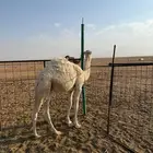 للبيع حيران فواخر