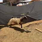 عنز ثلاجه