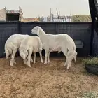 خرفان حريات