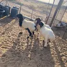 للبيع رخال طيبات
