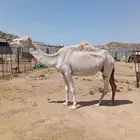 ناقه