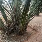 نخل مثمر طالع من القصيم للجنوب خلاص برحي سكري صقعي مجدول