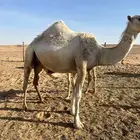 ناقه
