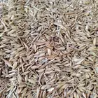 بذر هيبان مخلوط مع شعير