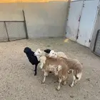 4- خرفان رفيد مرابي 5 شهور