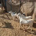 تيوس اللباني