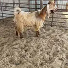 جذعه عارضيه صفرا .. تم البيع
