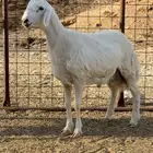 خروف حري مغلق فل