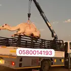 دناء هدروليك لتحميل الابل وغيرها داخل الحناكيه وخارجها