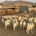 طليان ورخال حرية