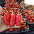 فلفل شقراء