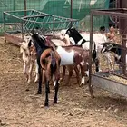 تيوس جفار جنوبيه بلديه