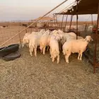 ذبايح ذبائح حري للبيع فاخر